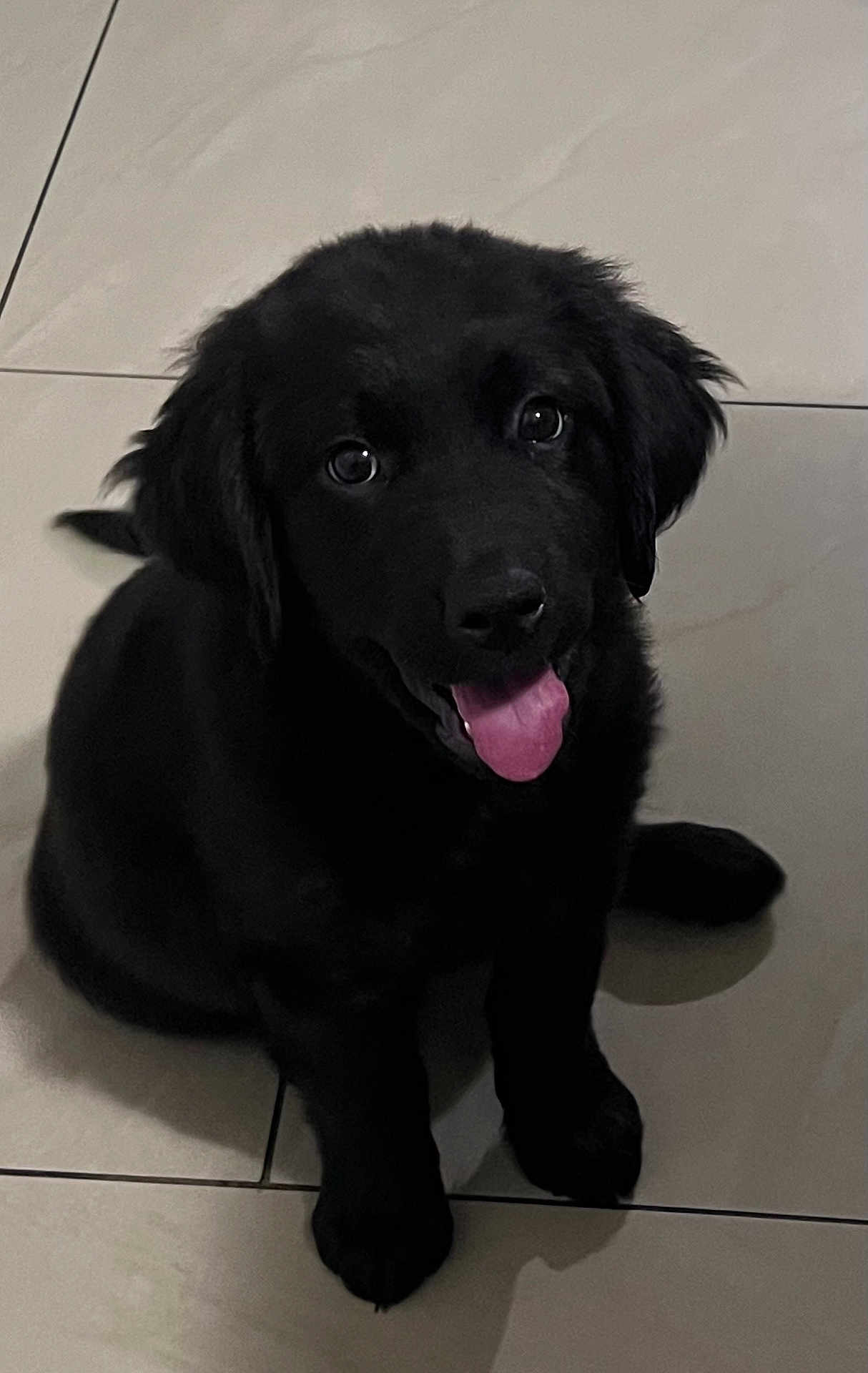 Kali is registered to the contest to win money with this photo: puppy, dog, black_dog, pet, animal, cute, tongue_out, floor, tile_floor, indoors, sitting, young_dog, fur, canine, adorable, looking_up, eyes, face, playful, companion