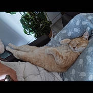 Charlie participe au concours pour gagner de l'argent avec cette photo : animal, blanket, cat, comfort, couch, cozy, feline, fur, home, indoor, nap, orange_cat, paw_print, paws, pet, plant, relaxed, resting, sleeping, whiskers