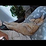 animal, blanket, cat, comfort, couch, cozy, feline, fur, home, indoor, nap, orange_cat, paw_print, paws, pet, plant, relaxed, resting, sleeping, whiskers
