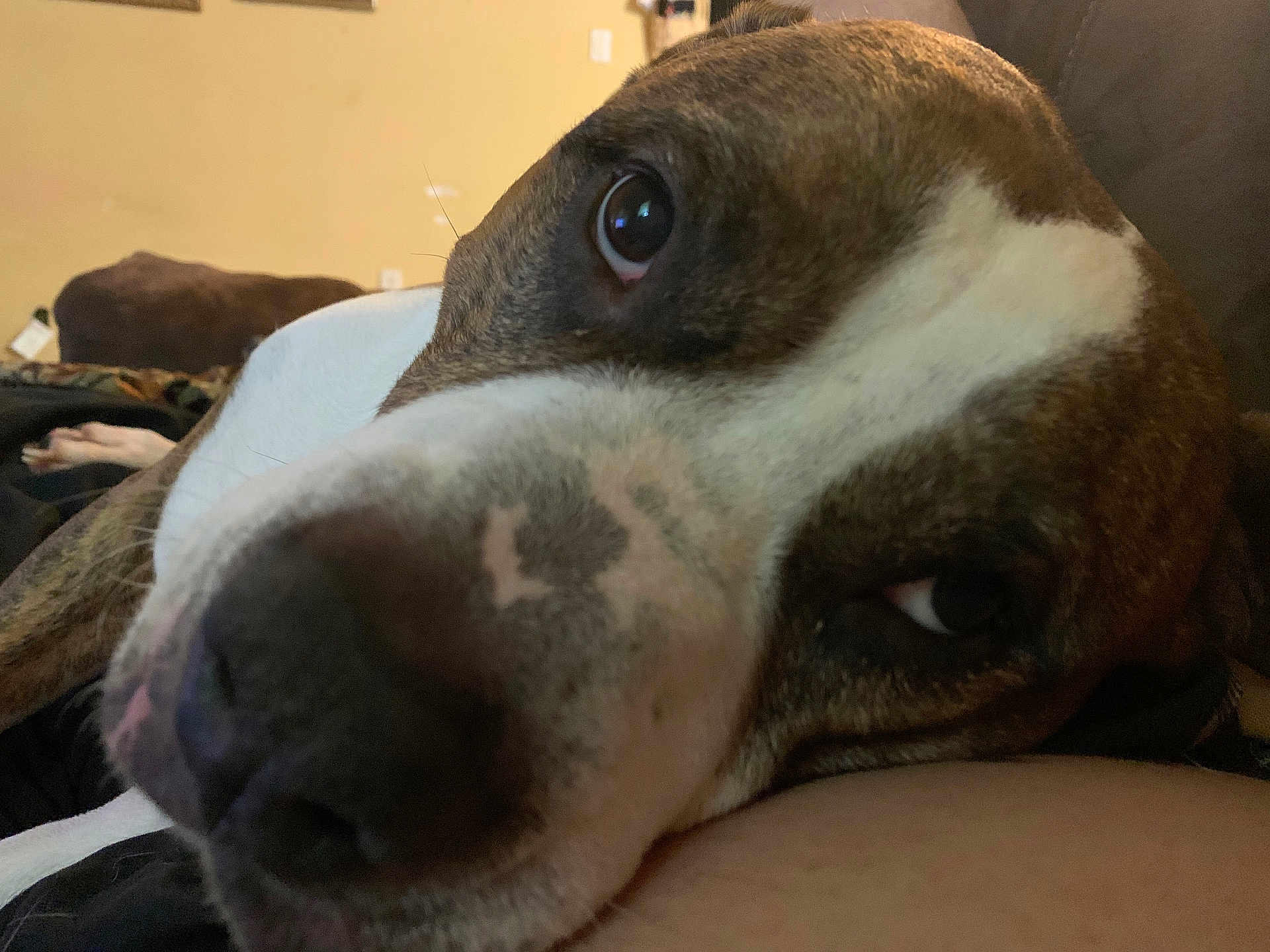 Roscoe