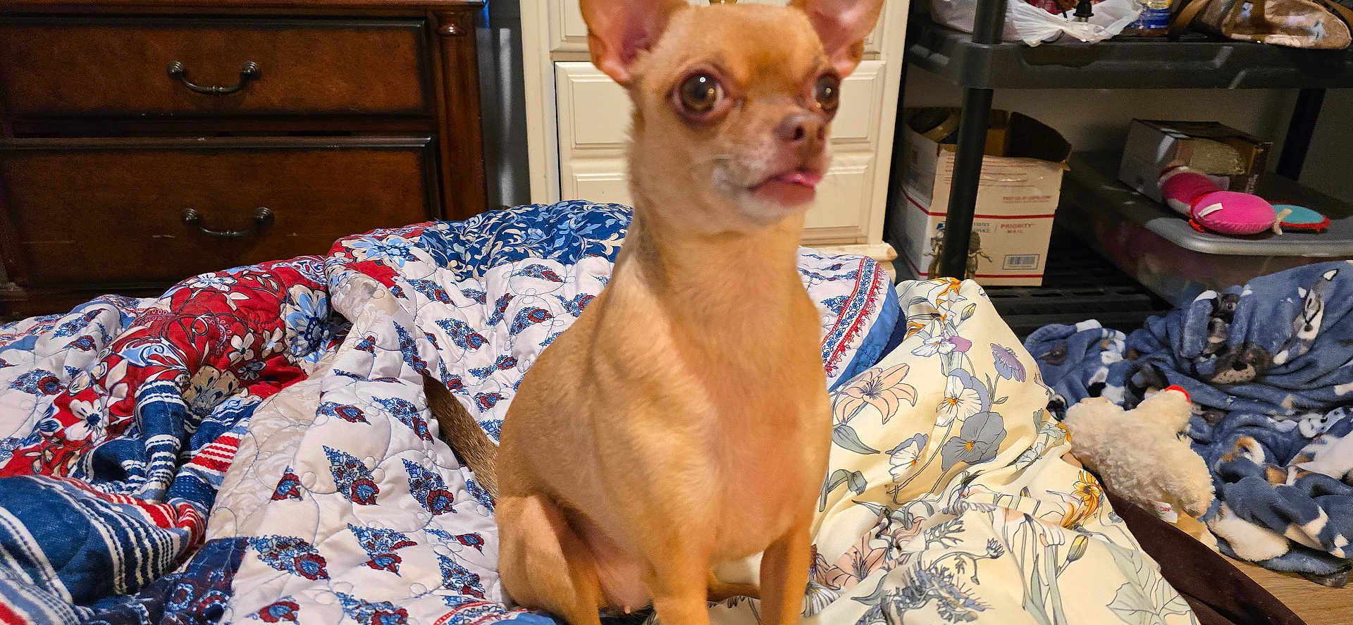 Jesse Girl is registered to the contest to win money with this photo: dog, chihuahua, pet, blanket, quilt, bed, indoor, toy, plush_toy, dressing_drawer, shelf, cardboard_box, tongue_out, ears, brown_fur, small_dog, cozy, patterned_textile, floor, curious