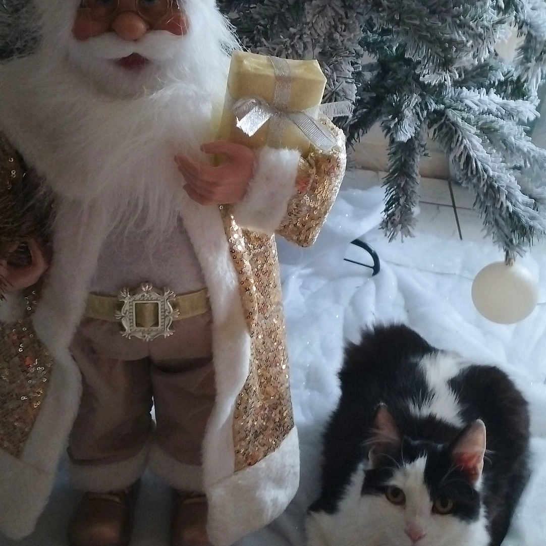 Daisy a rejoint le concours — aidez-le/la à gagner de superbes lots ! accessories, animal, baby, cat, clothing, costume, couch, face, footwear, glasses, head, kitten, manx, person, pet, photography, plant, portrait, shoe, tree