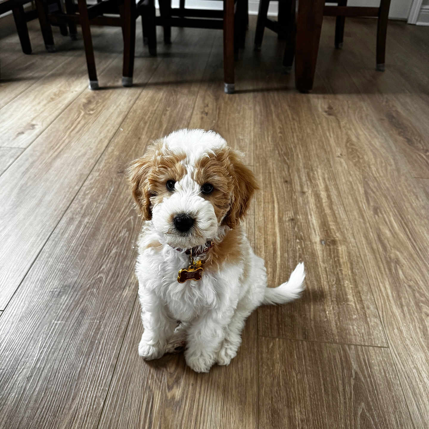 Chanel joined the competition — help win amazing prizes! animal, brown, collar, curly_fur, cute, dog, domestic_animal, flooring, furniture, home, indoor, looking_at_camera, pet, puppy, sitting, small, tag, white, wooden_floor, young