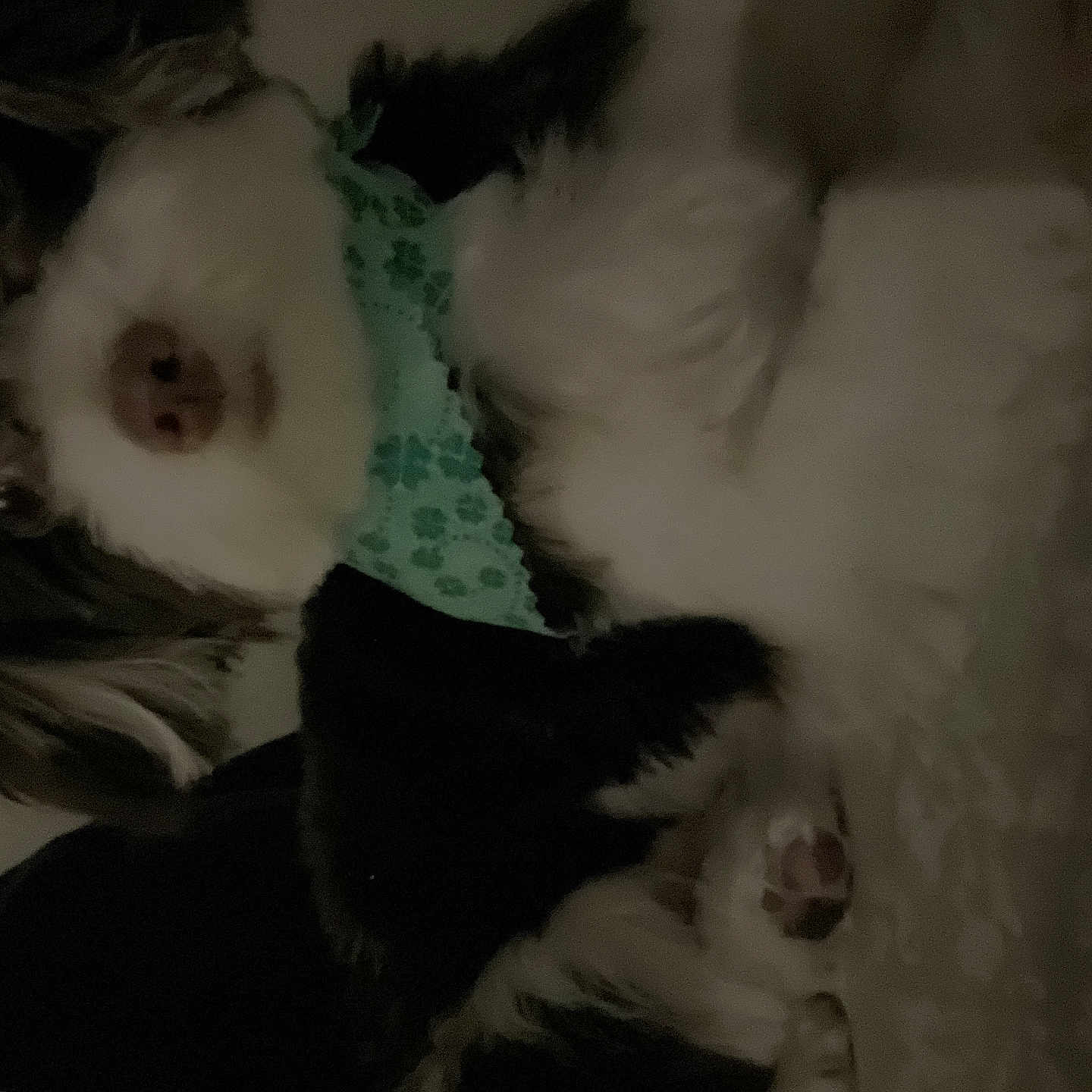 Coco joined the competition — help win amazing prizes! accessories, animal, bandana, canine, cat, clothing, cockerspaniel, collie, couch, dog, eskimodog, furniture, hat, hound, husky, kitten, papillon, pet, puppy, terrier