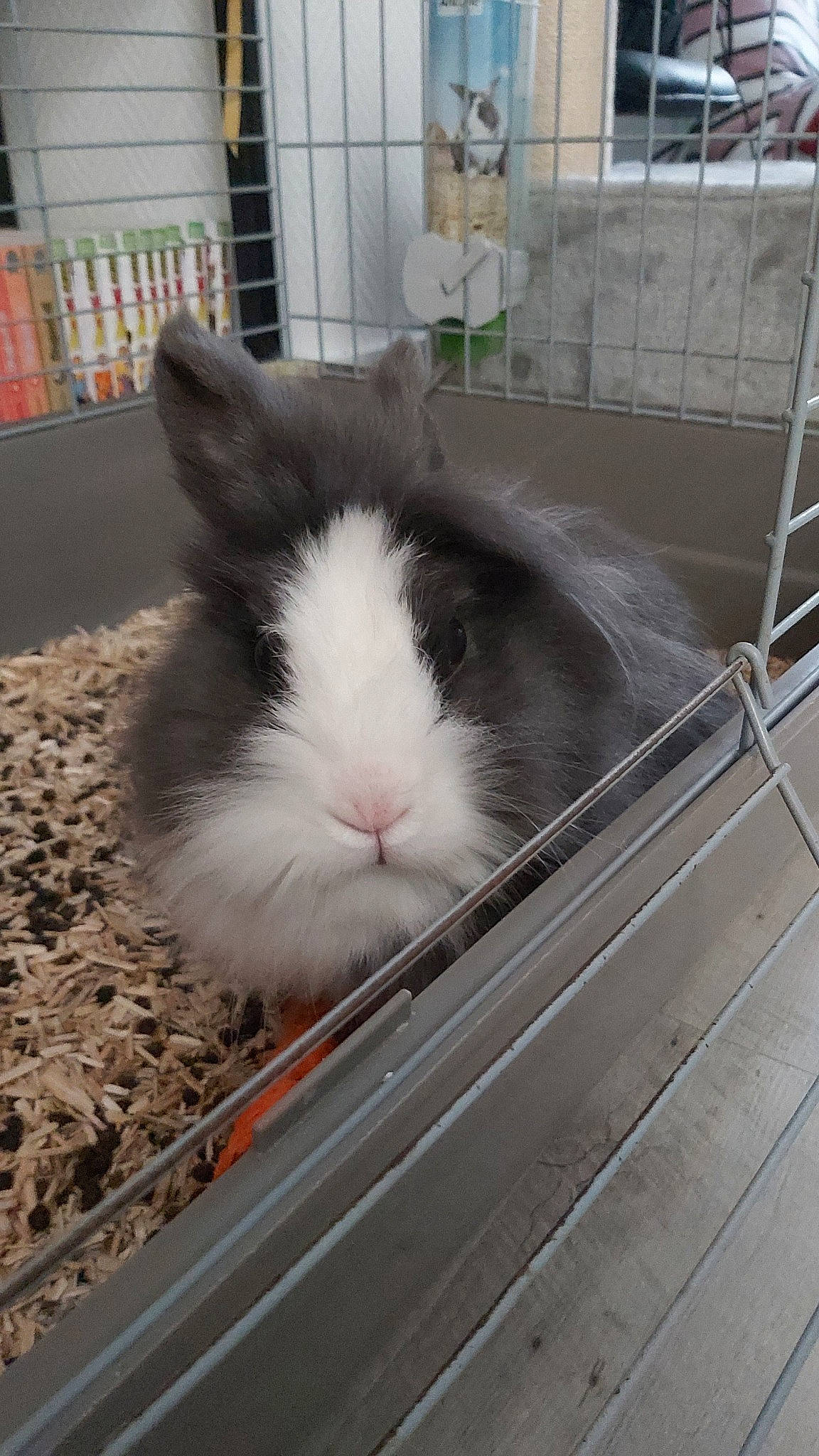Lotus a rejoint le concours — aidez-le/la à gagner de superbes lots ! animal_shelter, cage, domestic_rabbit, ear, guinea_pig, rabbit, rabbits_and_hares, snout, whiskers