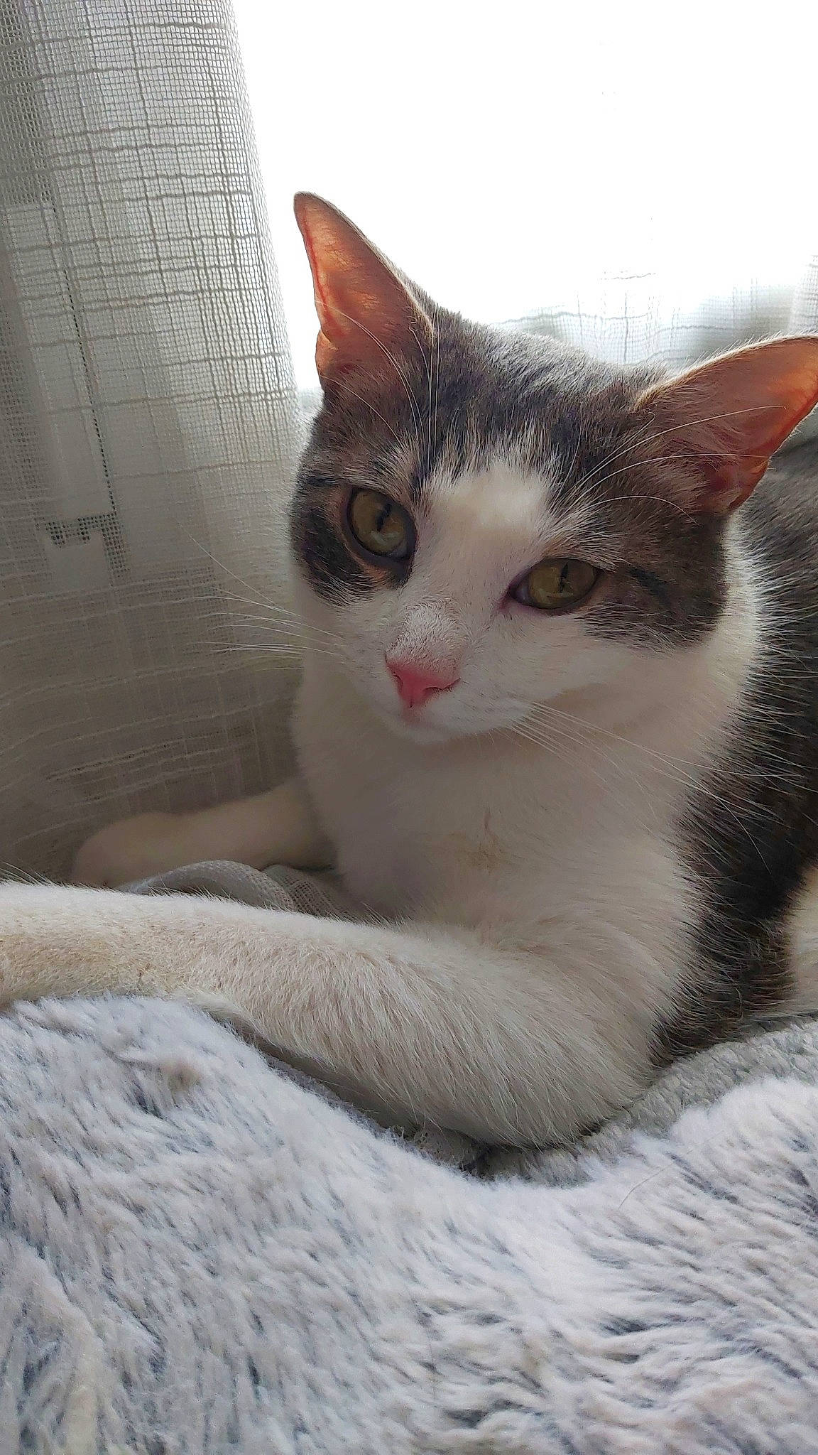 Paco participe au concours pour gagner de l'argent avec cette photo : aegean_cat, american_wirehair, arabian_mau, asian, carnivore, cat, domestic_short_haired_cat, european_shorthair, felidae, kitten, mammal, ojos_azules, singapura, small_to_medium_sized_cats, snout, vertebrate, whiskers