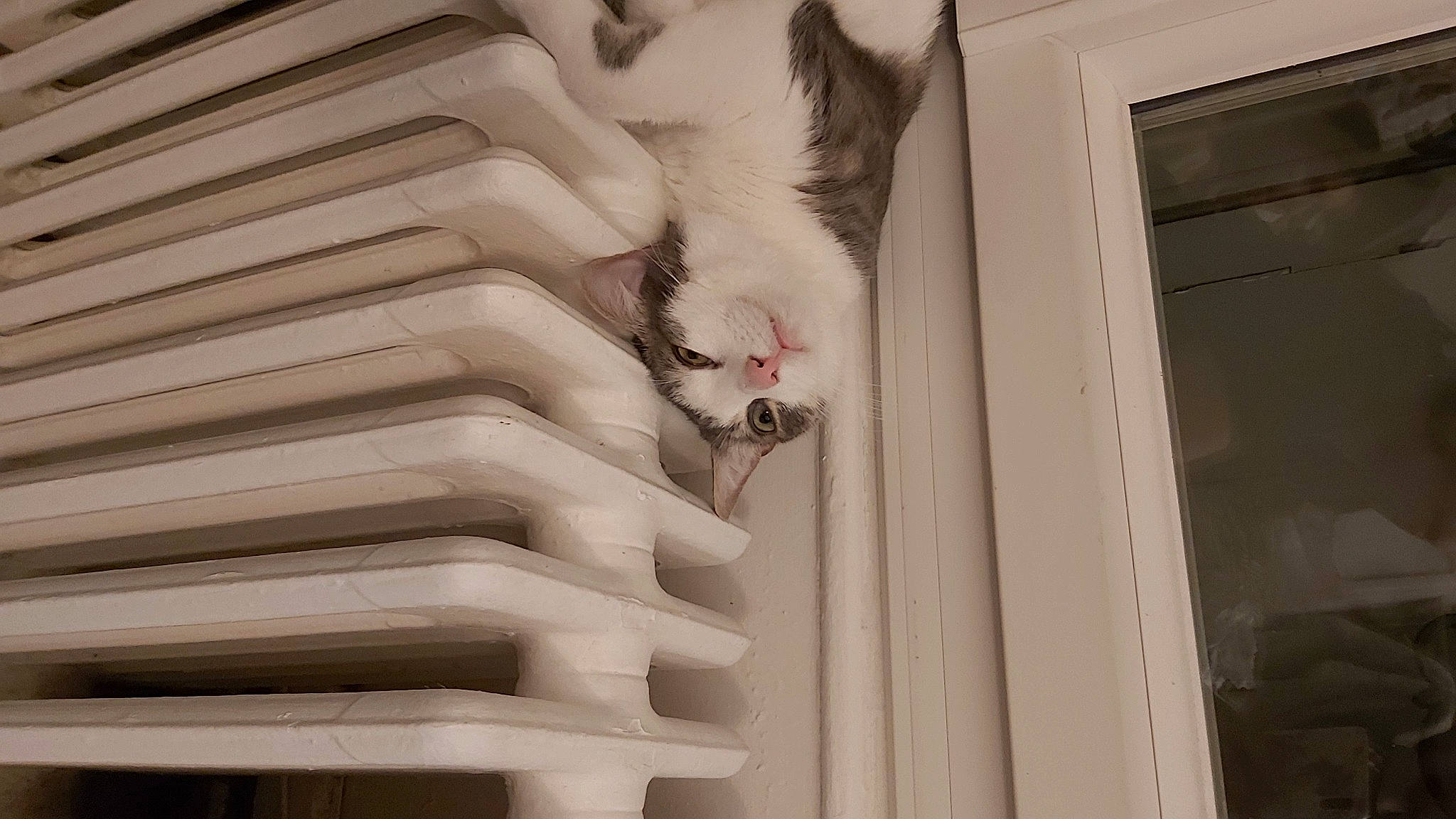 Paco a rejoint le concours — aidez-le/la à gagner de superbes lots ! carnivore, cat, felidae, small_to_medium_sized_cats, stairs, whiskers, window, window_covering