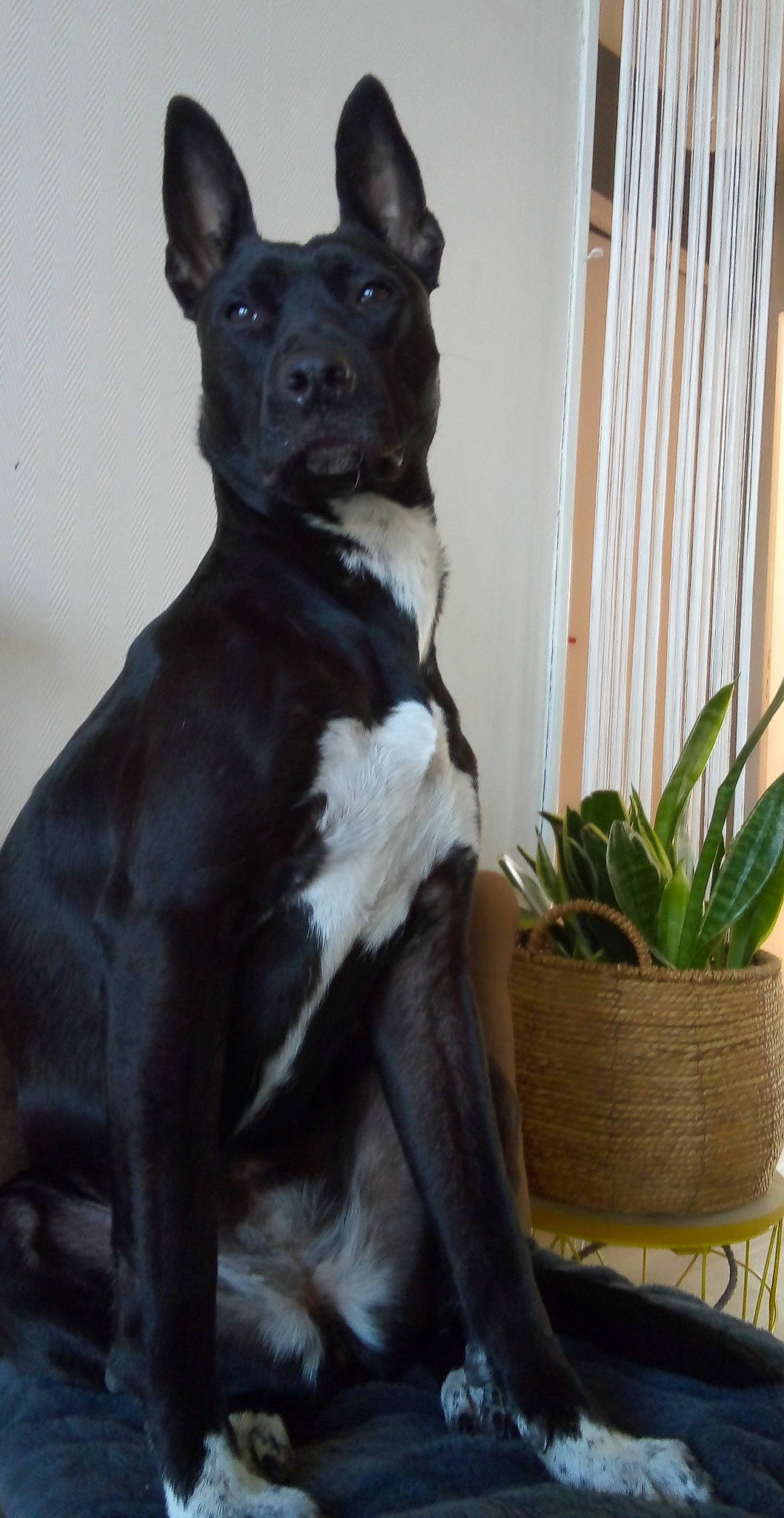 Malou a rejoint le concours — aidez-le/la à gagner de superbes lots ! art, carnivore, collar, companion_dog, dog, dog_breed, dog_collar, fawn, flowerpot, fur, guard_dog, houseplant, pet_supply, plant, snout, tail, terrestrial_plant, whiskers, working_animal, working_dog