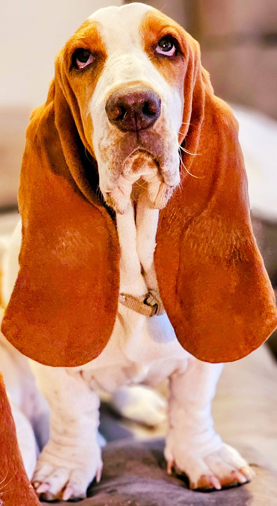 Tater is registered to the contest to win money with this photo: art, canidae, carnivore, collar, companion_dog, dog, dog_breed, dog_collar, dog_supply, fawn, fur, hound, hunting_dog, liver, peach, pet_supply, snout, sporting_group, working_animal, working_dog