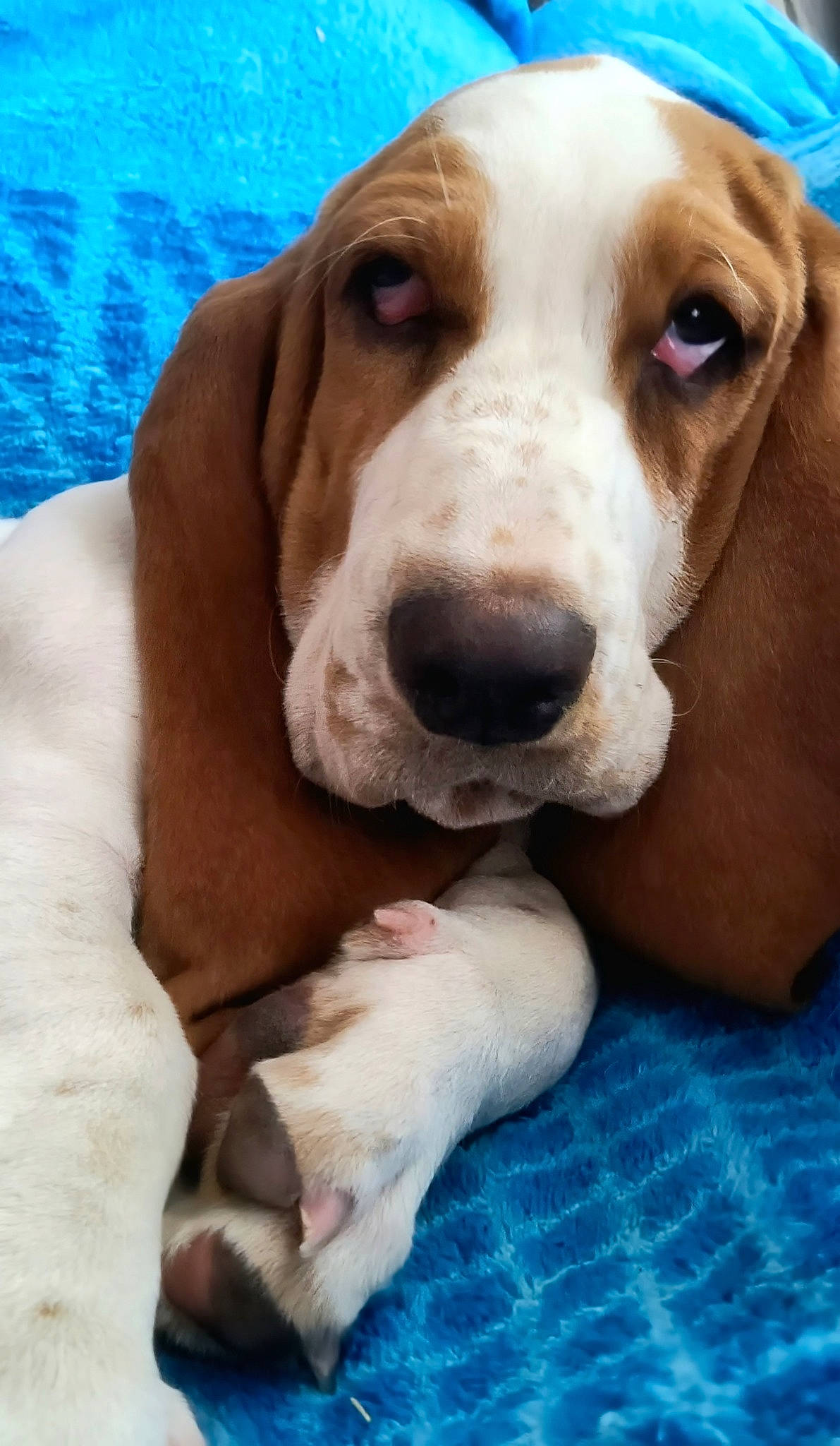 Tater is registered to the contest to win money with this photo: canidae, carnivore, comfort, companion_dog, dog, dog_breed, fawn, hound, hunting_dog, liver, scent_hound, snout, sporting_group, terrestrial_animal, water, whiskers, working_animal