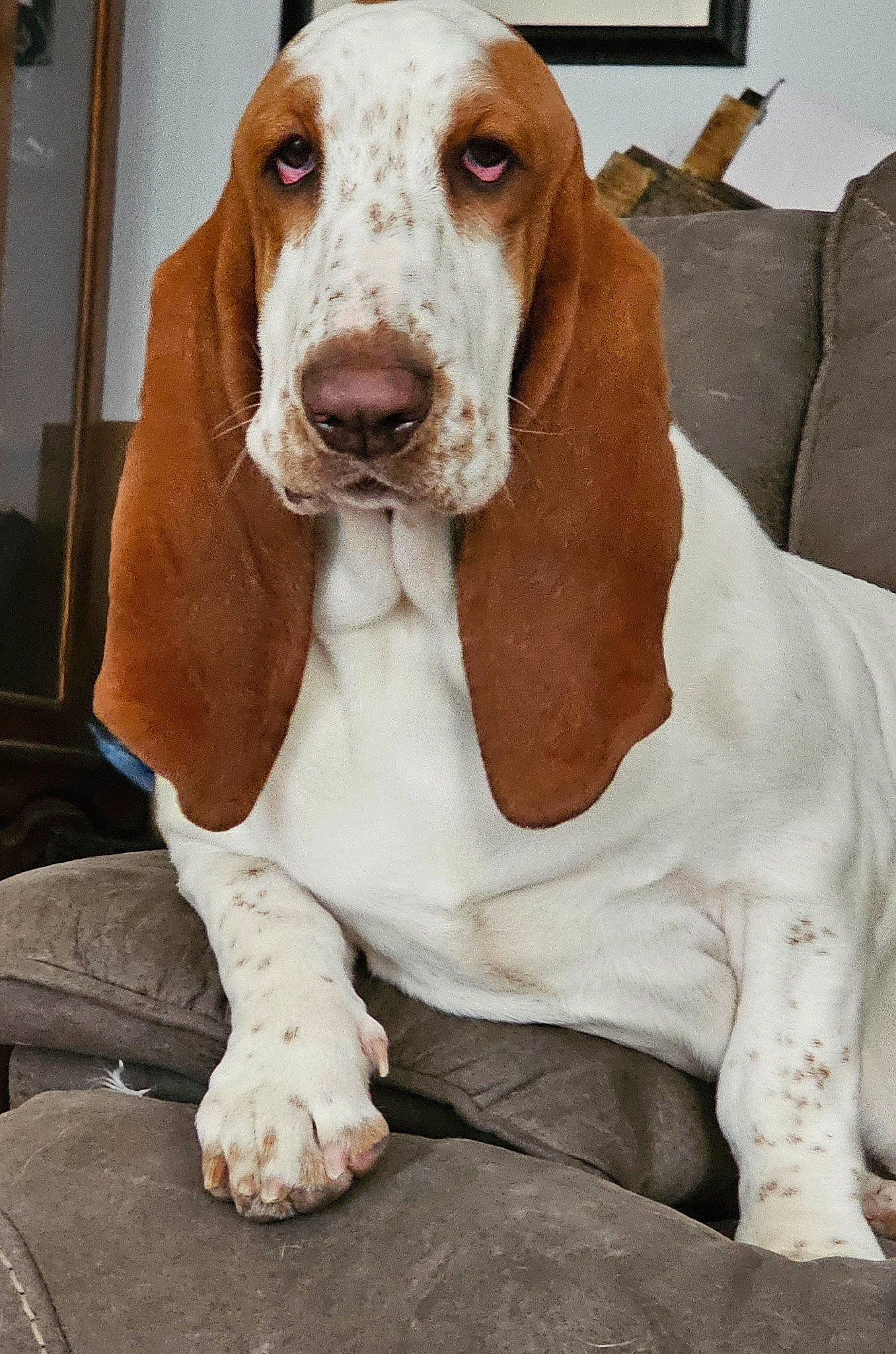 Mabel joined the competition — help win amazing prizes! basset_hound, canidae, carnivore, companion_dog, dog, dog_breed, fawn, fur, hound, hunting_dog, liver, scent_hound, snout, sporting_group, terrestrial_animal, working_animal