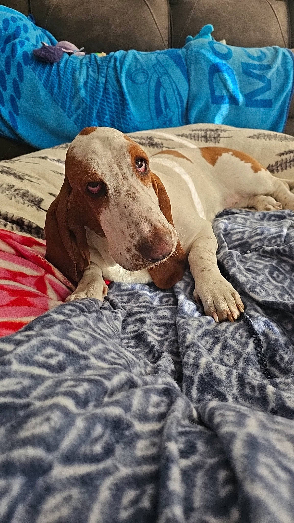 Mabel is registered to the contest to win money with this photo: bedding, canidae, carnivore, collar, comfort, companion_dog, dog, dog_breed, dog_collar, dog_supply, fawn, fur, hound, linens, pattern, pointing_breed, sighthound, sporting_group, wood, working_animal