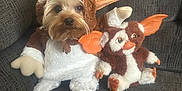 Milo is registered to the contest to win money with this photo: dog, small_dog, yorkshire_terrier, pet, costume, plush_toy, stuffed_animal, sofa, couch, indoors, living_room, large_ears, brown_fur, white_fur, sitting, portrait, cute, close_up, eyes, whiskers