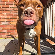 Teddy is registered to the contest to win money with this photo: animal, brick_wall, brown_dog, canine, close_up, collar, daylight, dog, ears, friendly, nose, outdoor, paw, pet, playful, porch, sunlight, tongue, tongue_out, wooden_floor