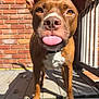 animal, brick_wall, brown_dog, canine, close_up, collar, daylight, dog, ears, friendly, nose, outdoor, paw, pet, playful, porch, sunlight, tongue, tongue_out, wooden_floor