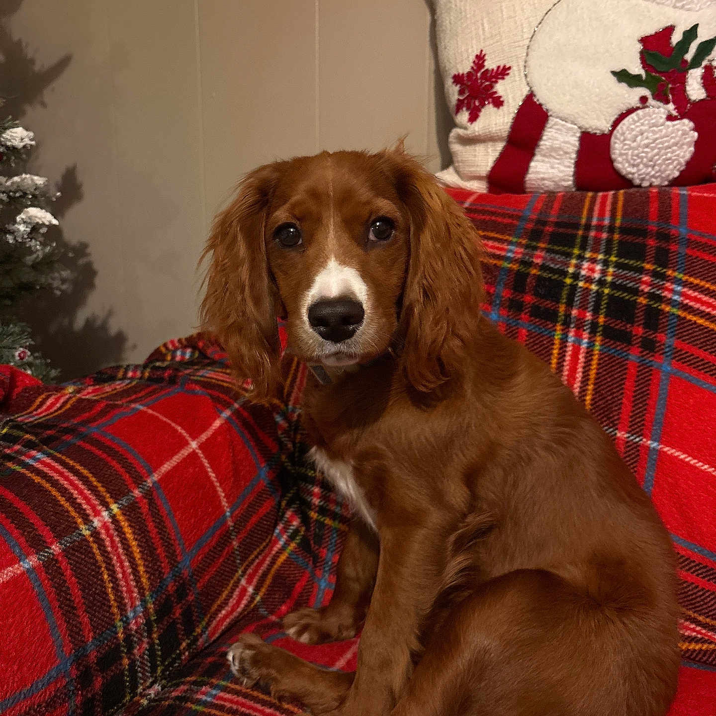 Beau is registered to the contest to win money with this photo: animal, architecture, blanket, building, canine, cockerspaniel, couch, cushion, dog, furniture, homedecor, hound, indoors, linen, livingroom, pet, pillow, puppy, room, tartan