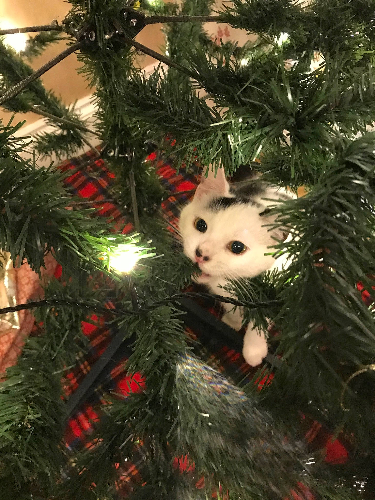 Lewis is registered to the contest to win money with this photo: branch, cat, christmas, christmas_decoration, christmas_eve, christmas_ornament, christmas_tree, conifer, evergreen, felidae, fir, oregon_pine, pine, pine_family, plant, small_to_medium_sized_cats, spruce, tree, whiskers, woody_plant