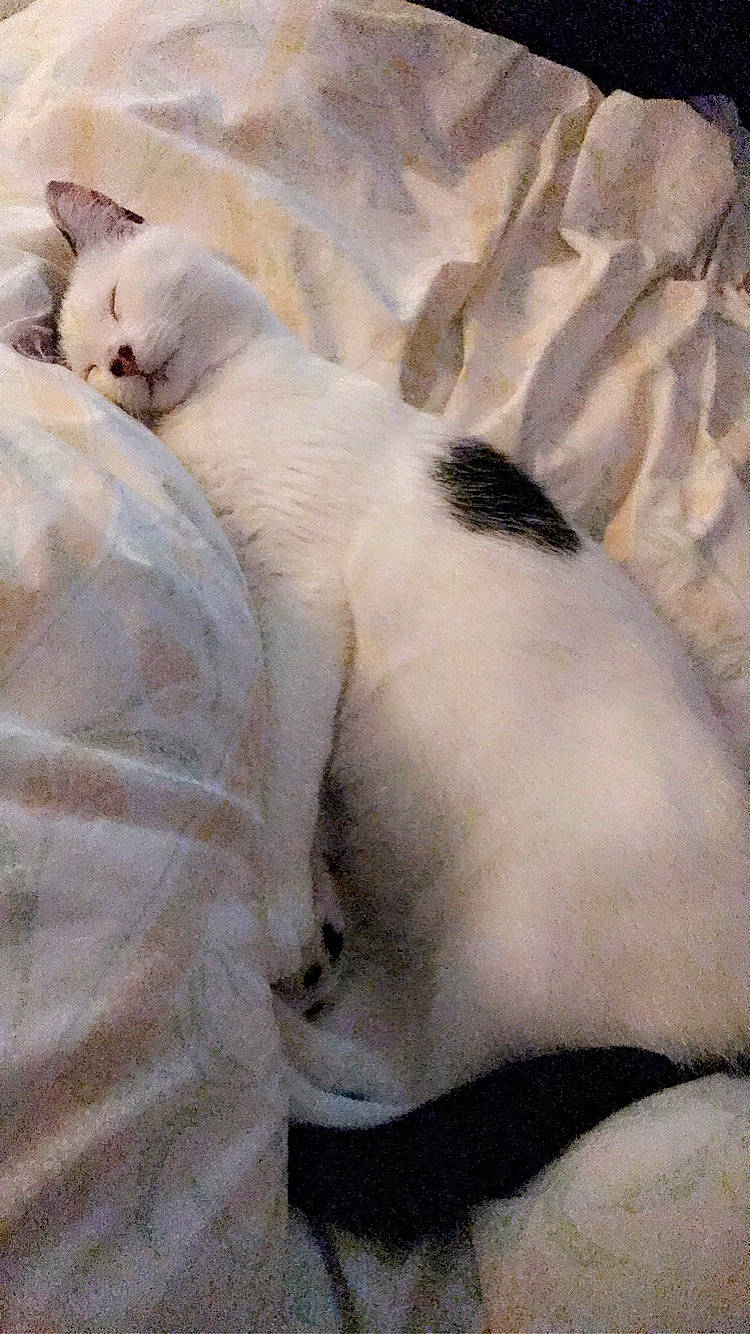 Lewis is registered to the contest to win money with this photo: burmilla, carnivore, cat, colorpoint_shorthair, fawn, felidae, fur, khao_manee, kitten, paw, ragdoll, small_to_medium_sized_cats, tail, whiskers