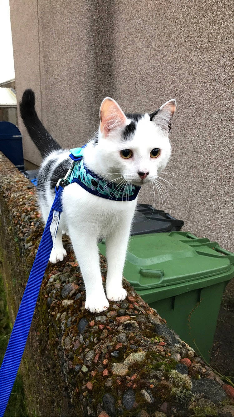 Lewis is registered to the contest to win money with this photo: aegean_cat, canidae, carnivore, cat, domestic_short_haired_cat, felidae, japanese_bobtail, khao_manee, mammal, ojos_azules, small_to_medium_sized_cats, tail, turkish_angora, turkish_van, vertebrate, whiskers