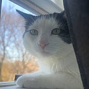 Brandy joined the competition — help win amazing prizes! cat, black_and_white, tuxedo_cat, feline, pet, animal, portrait, close_up, face, green_eyes, whiskers, pink_nose, sitting, windowsill, window, curtain, indoor, natural_light, cozy, looking_at_camera