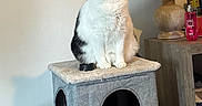 Brandy is registered to the contest to win money with this photo: cat, tuxedo_cat, yawning, sitting, pet, animal, fur, whiskers, ears, open_mouth, cat_tree, scratching_post, indoor, home, lamp, side_table, pink_toy, cozy, portrait, funny