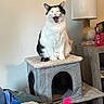 cat, tuxedo_cat, yawning, sitting, pet, animal, fur, whiskers, ears, open_mouth, cat_tree, scratching_post, indoor, home, lamp, side_table, pink_toy, cozy, portrait, funny