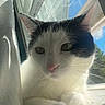 Brandy is registered to the contest to win money with this photo: cat, kitten, black_and_white, animal, pet, feline, face, eyes, whiskers, pink_nose, paws, fur, window, windowsill, curtain, sunlight, indoors, portrait, close_up, blue_sky