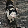 Brandy joined the competition — help win amazing prizes! cat, black_and_white, winking, pet, animal, indoors, rug, floor, home, pet_bowls, pet_toys, tail, standing, short_hair, feline, playful, photograph, foot, slide_sandal, household