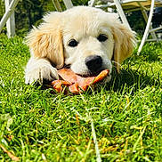 Ayla a rejoint le concours — aidez-le/la à gagner de superbes lots ! puppy, golden_retriever, dog, grass, outdoor, chewing, toy, animal, pet, nature, greenery, garden, sunlight, daytime, cute, fluffy, playful, young_dog, relaxing, chair