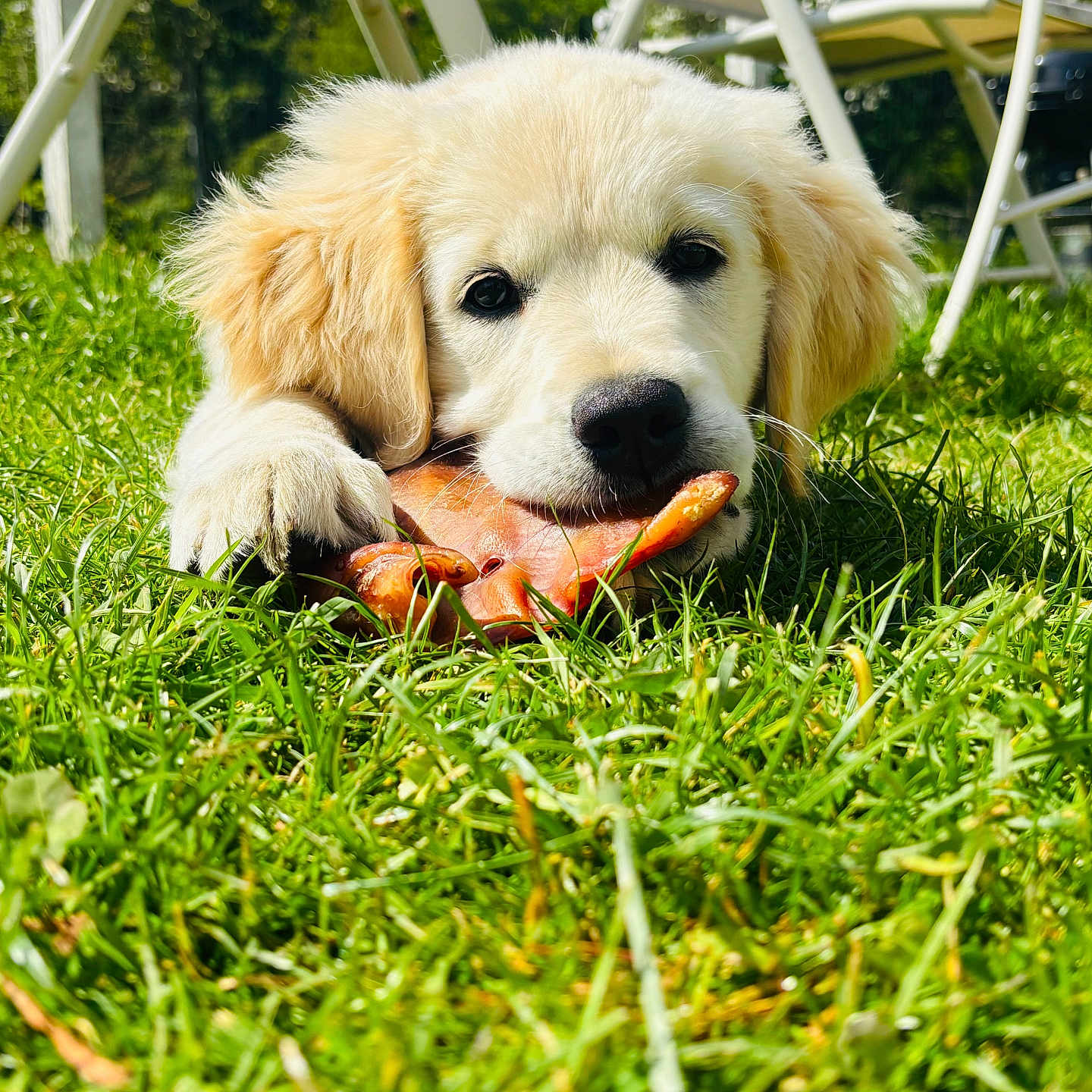 Ayla