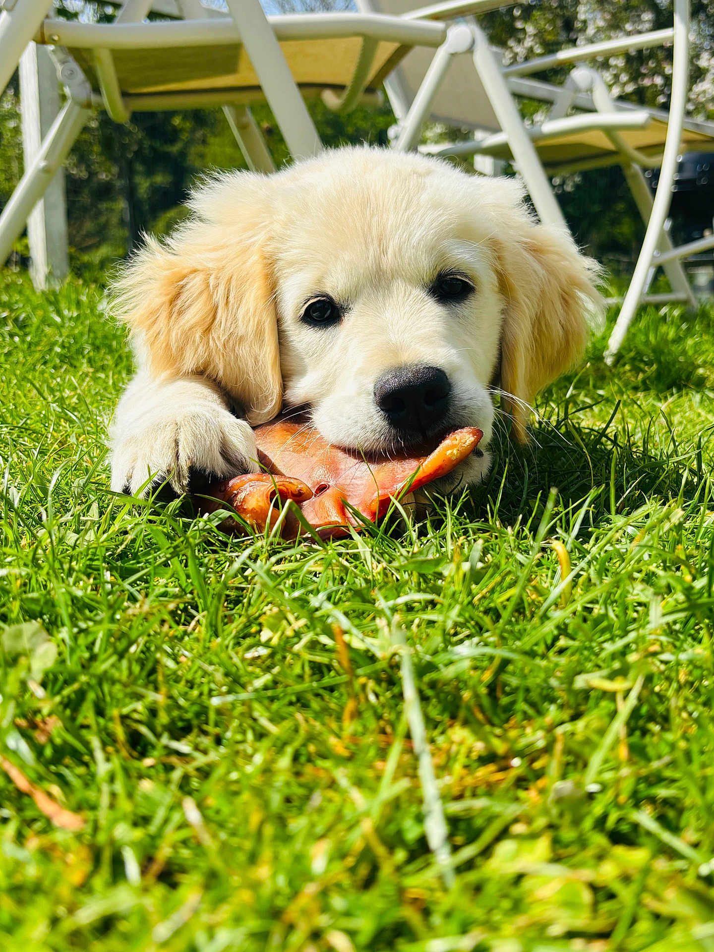 Ayla a rejoint le concours — aidez-le/la à gagner de superbes lots ! puppy, golden_retriever, dog, grass, outdoor, chewing, toy, animal, pet, nature, greenery, garden, sunlight, daytime, cute, fluffy, playful, young_dog, relaxing, chair