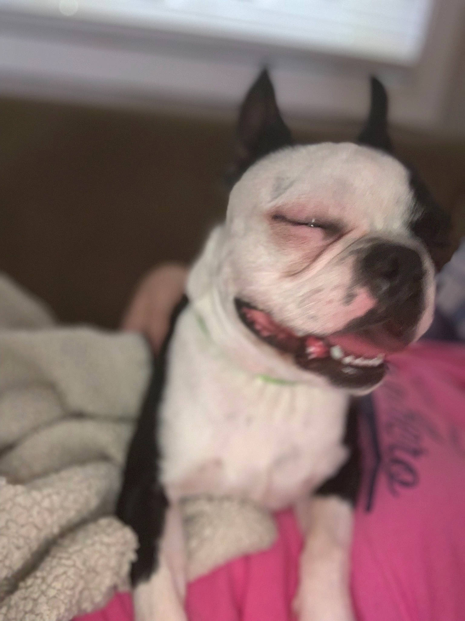 Sirius is registered to the contest to win money with this photo: american_bulldog, australian_bulldog, boston_terrier, bulldog, canidae, carnivore, companion_dog, dog, dog_breed, fawn, french_bulldog, mammal, non_sporting_group, old_english_bulldog, olde_english_bulldogge, pit_bull, rare_breed_dog, snout, toy_bulldog, vertebrate