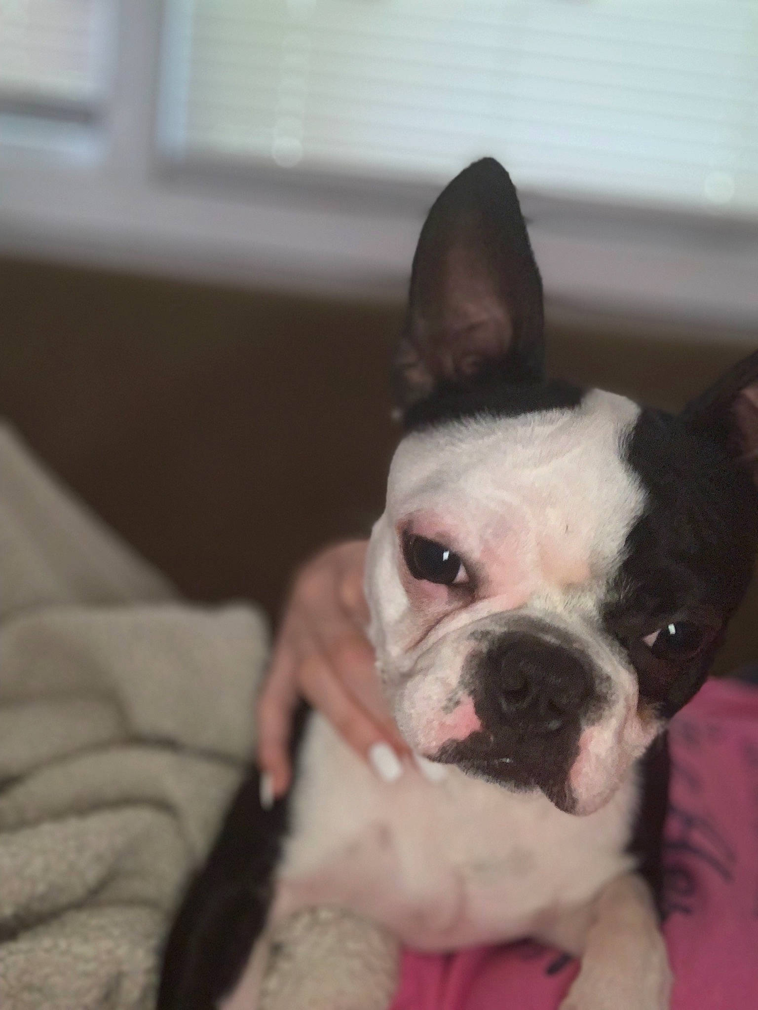 Sirius joined the competition — help win amazing prizes! boston_terrier, canidae, carnivore, companion_dog, dog, dog_breed, ear, eye, fawn, french_bulldog, head, mammal, non_sporting_group, nose, puppy, puppy_love, skin, snout, toy_bulldog, vertebrate