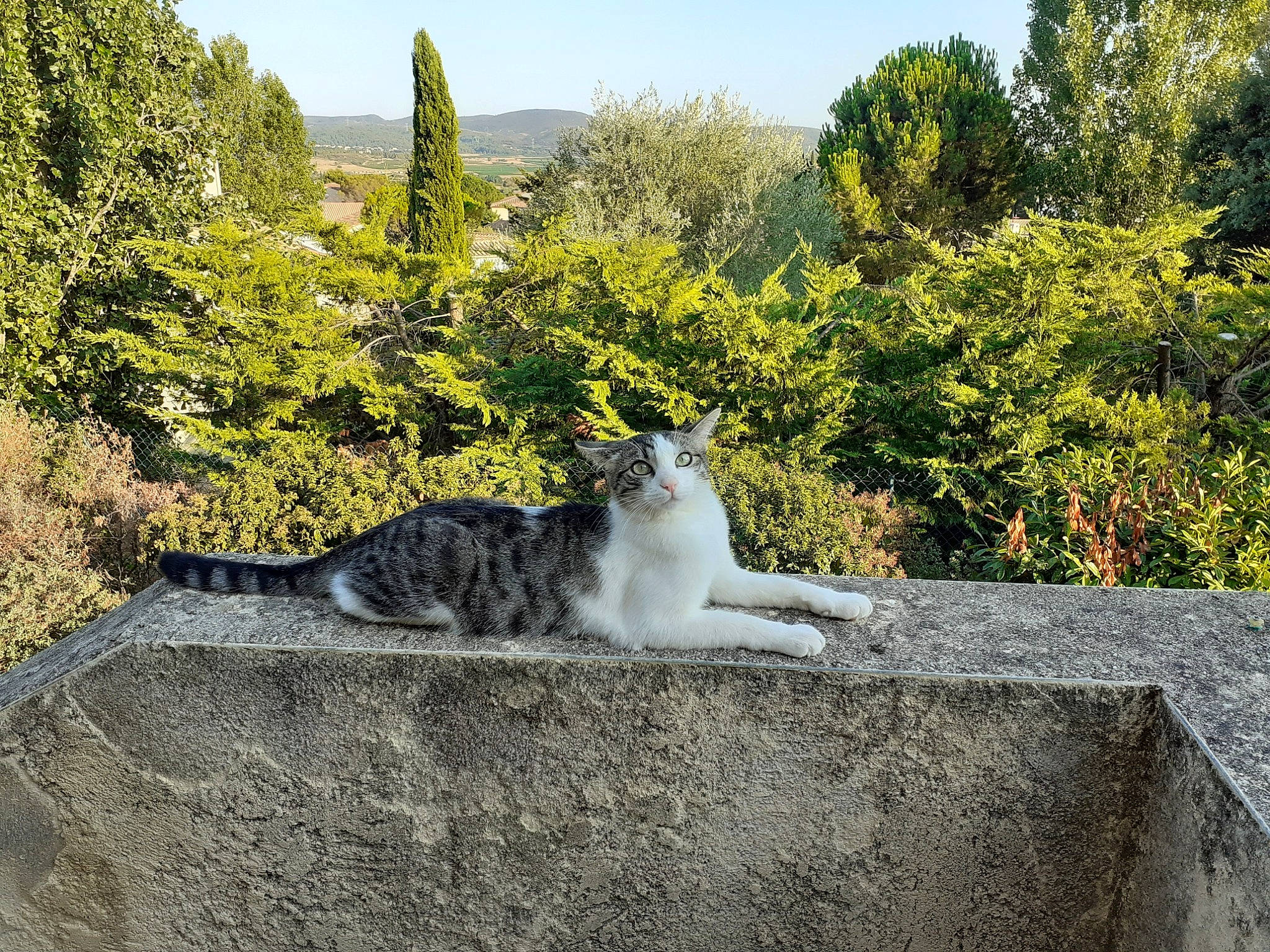Turbo a rejoint le concours — aidez-le/la à gagner de superbes lots ! aegean_cat, carnivore, cat, domestic_short_haired_cat, european_shorthair, felidae, plant, shrub, small_to_medium_sized_cats, tail, tree, wall, whiskers
