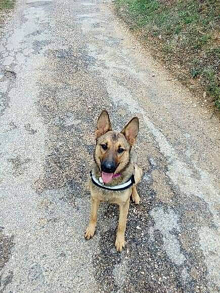 Laïka participe au concours pour gagner de l'argent avec cette photo : canidae, carnivore, dog, dog_breed, fawn, german_shepherd_dog, mammal, rare_breed_dog, snout, street_dog, vertebrate, working_dog