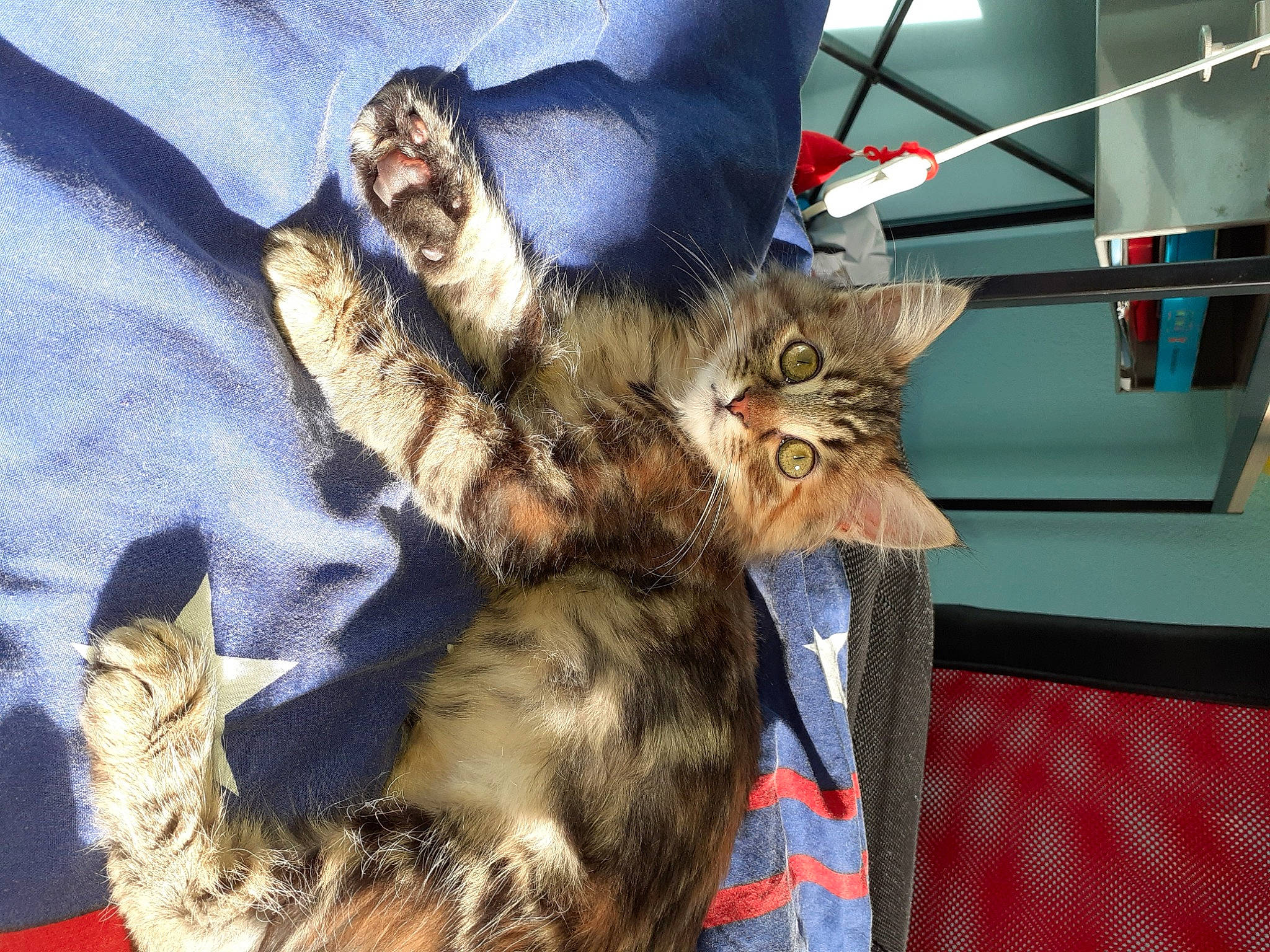 Pixie participe au concours pour gagner de l'argent avec cette photo : american_bobtail, american_curl, carnivore, cat, domestic_long_haired_cat, dragon_li, european_shorthair, felidae, kitten, kurilian_bobtail, maine_coon, mammal, norwegian_forest_cat, oriental_longhair, pixie_bob, siberian, small_to_medium_sized_cats, tabby_cat, toyger, whiskers