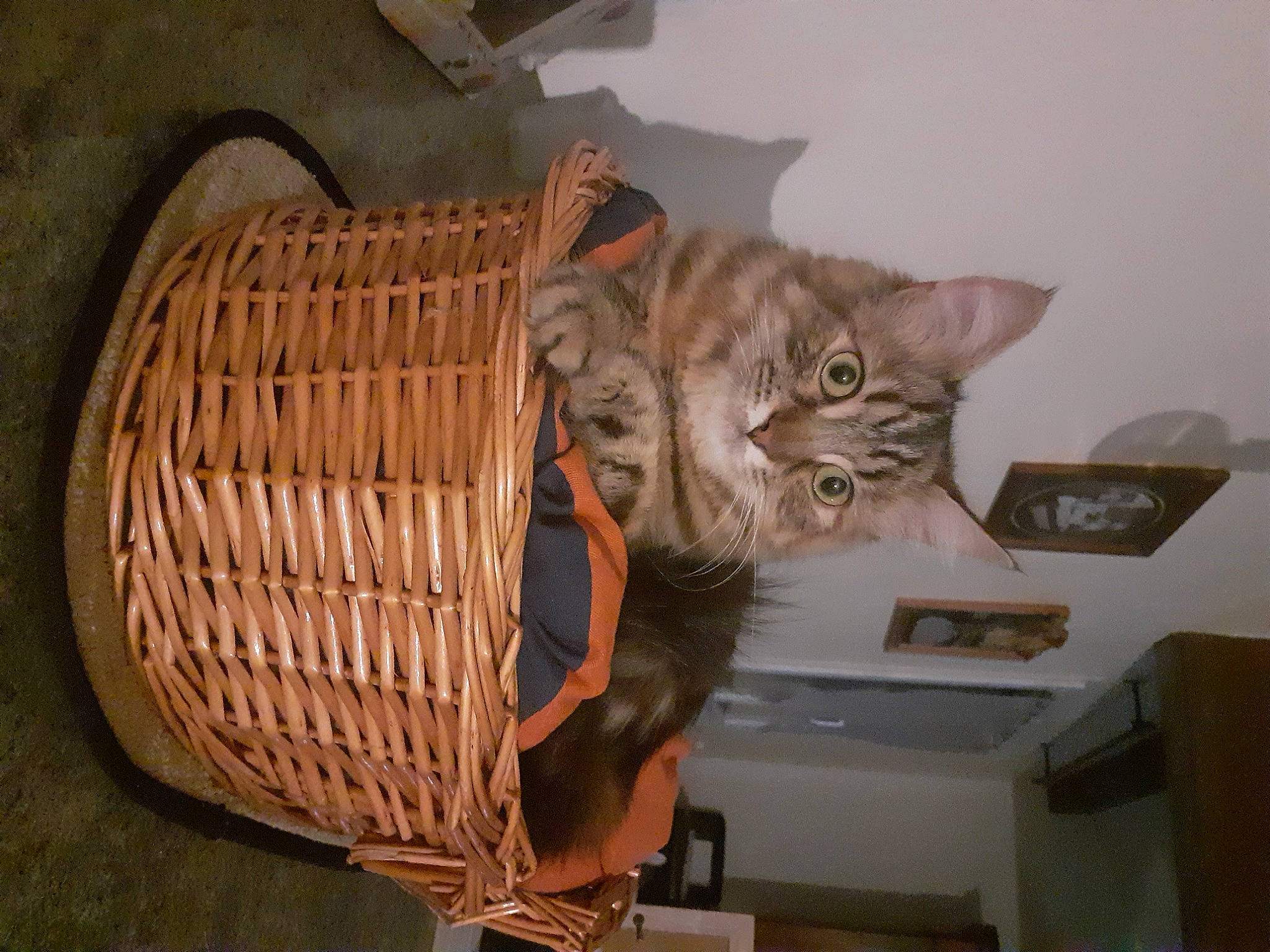 Pixie participe au concours pour gagner de l'argent avec cette photo : asian, basket, bengal, carnivore, cat, domestic_short_haired_cat, dragon_li, european_shorthair, felidae, kitten, mammal, ocicat, pixie_bob, small_to_medium_sized_cats, tabby_cat, whiskers, wicker