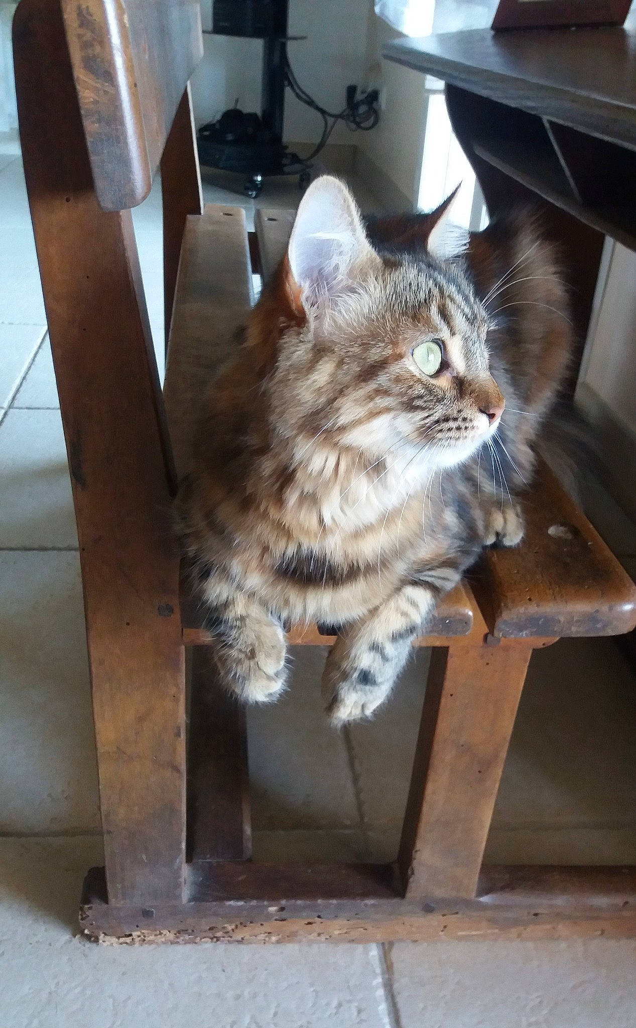 Pixie participe au concours pour gagner de l'argent avec cette photo : british_semi_longhair, carnivore, cat, domestic_long_haired_cat, domestic_short_haired_cat, dragon_li, european_shorthair, fawn, felidae, kurilian_bobtail, mammal, norwegian_forest_cat, small_to_medium_sized_cats, tabby_cat, whiskers, wild_cat