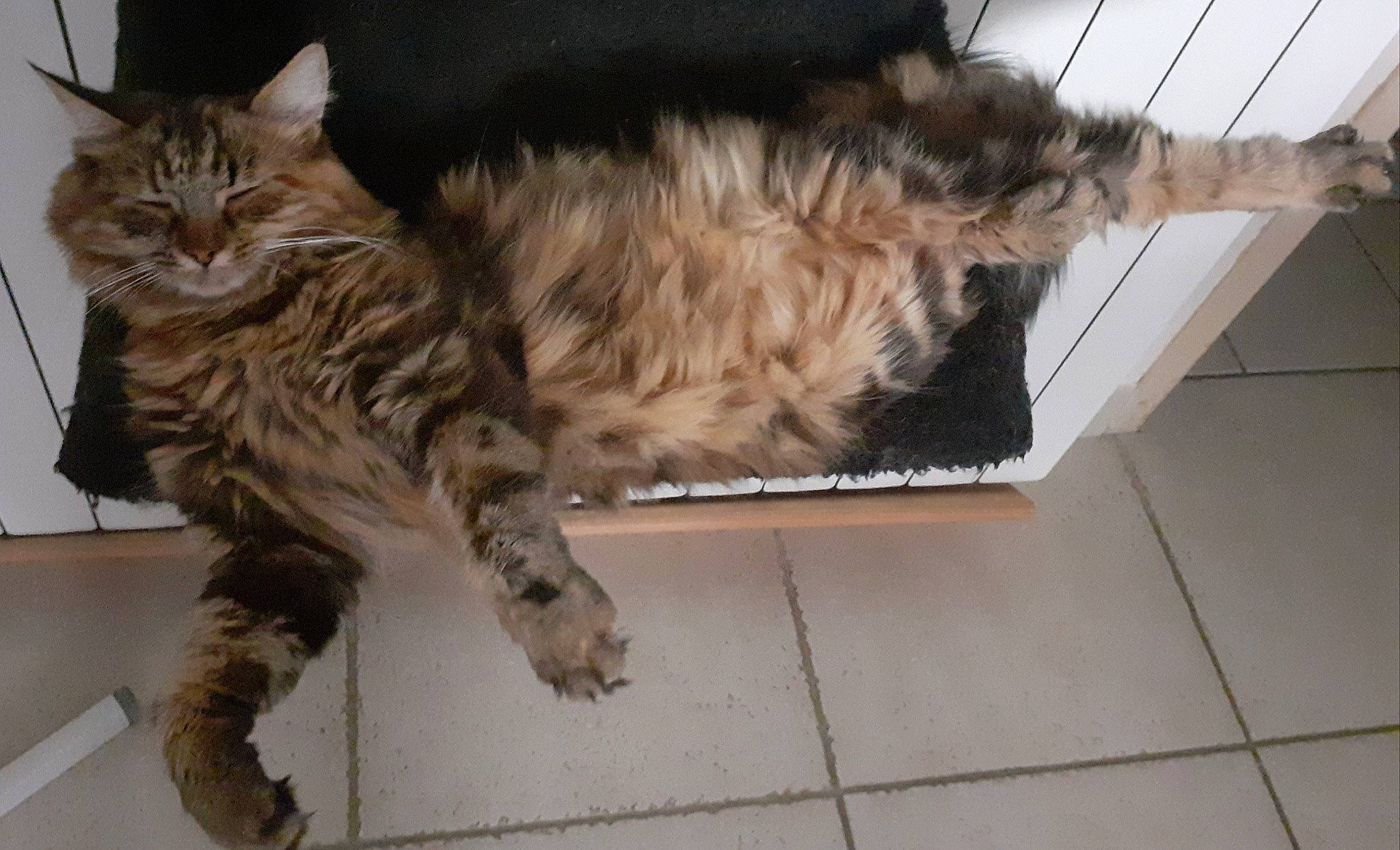 Pixie participe au concours pour gagner de l'argent avec cette photo : carnivore, cat, domestic_long_haired_cat, domestic_short_haired_cat, dragon_li, european_shorthair, felidae, fur, kurilian_bobtail, maine_coon, mammal, norwegian_forest_cat, pixie_bob, siberian, small_to_medium_sized_cats, tabby_cat, tail, toyger, vertebrate, whiskers