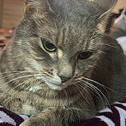 Havana participe au concours pour gagner de l'argent avec cette photo : cat, tabby_cat, feline, pet, animal, whiskers, close_up, indoor, blanket, resting, fur, paw, soft_texture, domestic_cat, mammal, cozy, relaxed, bedroom, lamp, television