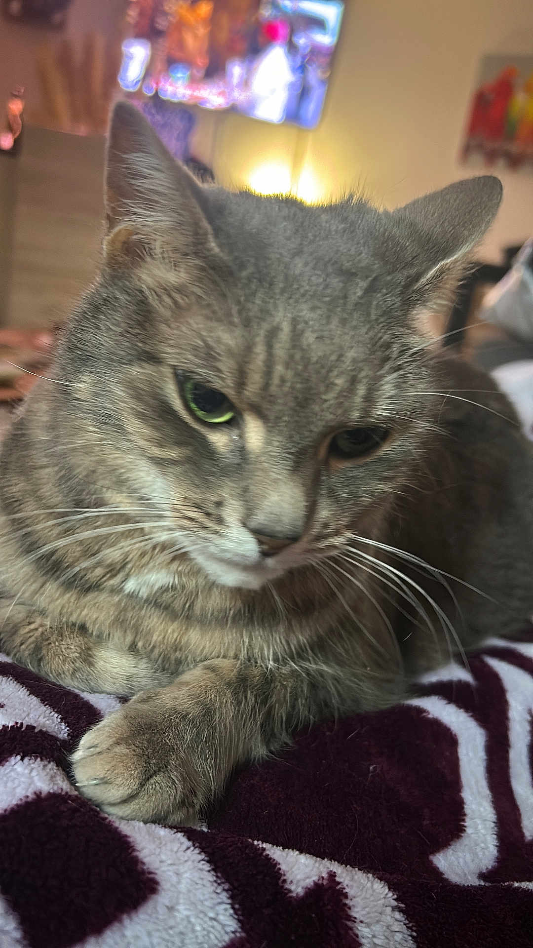 Havana participe au concours pour gagner de l'argent avec cette photo : cat, tabby_cat, feline, pet, animal, whiskers, close_up, indoor, blanket, resting, fur, paw, soft_texture, domestic_cat, mammal, cozy, relaxed, bedroom, lamp, television