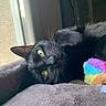 cat, black_cat, green_eyes, window, plush_toy, colorful, bed, relaxing, indoor, pet, feline, whiskers, soft_texture, cozy, closeup, animal, cute, resting, sunlight, curious