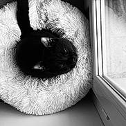 Nanoune a rejoint le concours — aidez-le/la à gagner de superbes lots ! black_cat, cat, pet, animal, fluffy_bed, round_bed, window, indoor, resting, sleeping, fur, cozy, monochrome, black_and_white, quiet, natural_light, domestic_cat, cute, feline, peaceful