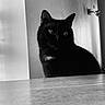Nanoune a rejoint le concours — aidez-le/la à gagner de superbes lots ! cat, black_cat, animal, pet, indoor, wooden_surface, reflection, shadow, light, quiet, curious, whiskers, ears, feline, mysterious, portrait, monochrome, black_and_white, domestic_cat, still_life