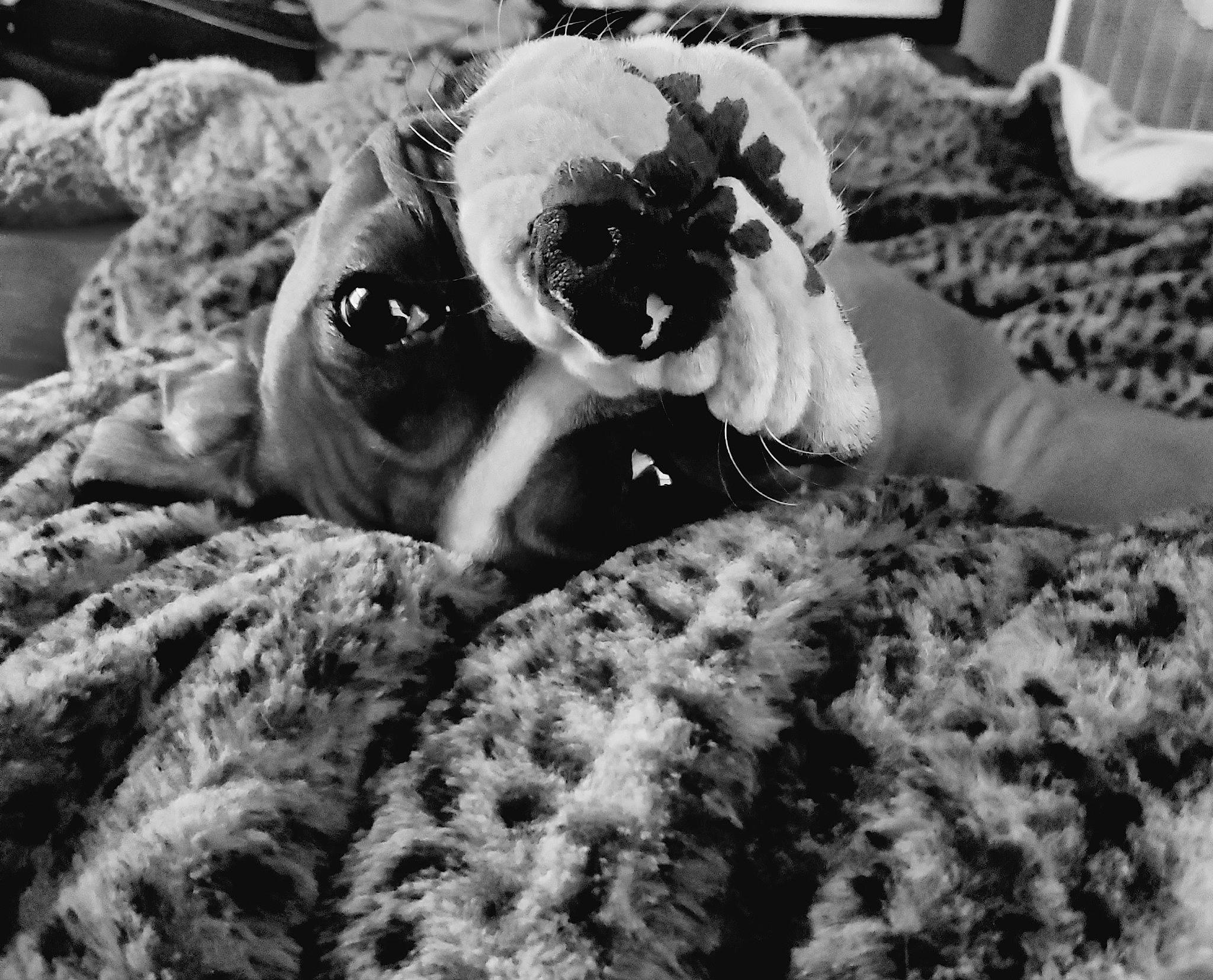 Tucker is registered to the contest to win money with this photo: black, black_and_white, carnivore, comfort, companion_dog, couch, dog, dog_breed, eyewear, fawn, grey, linens, monochrome, monochrome_photography, snout, style, toy, vertebrate, whiskers, white