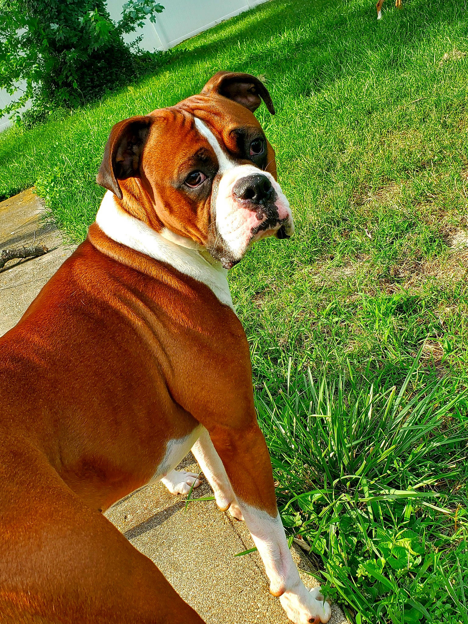 Tucker is registered to the contest to win money with this photo: ancient_dog_breeds, boxer, bulldog, canidae, carnivore, companion_dog, dog, dog_breed, fawn, grass, groundcover, herbaceous_plant, molosser, non_sporting_group, plant, snout, sporting_group, working_animal, working_dog, wrinkle