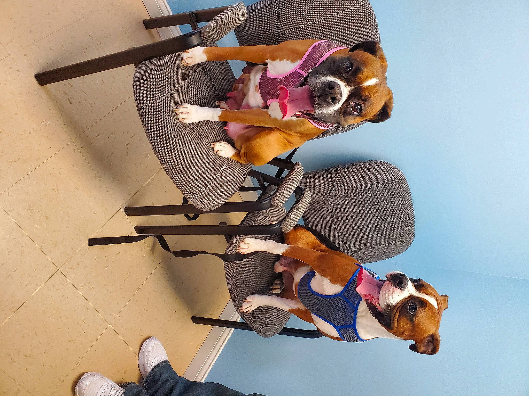 Tucker is registered to the contest to win money with this photo: action_figure, animation, art, carmine, companion_dog, costume, dog, eyewear, fawn, fiction, fictional_character, goggles, hat, machine, personal_protective_equipment, robot, stuffed_toy, tool, toy, working_animal