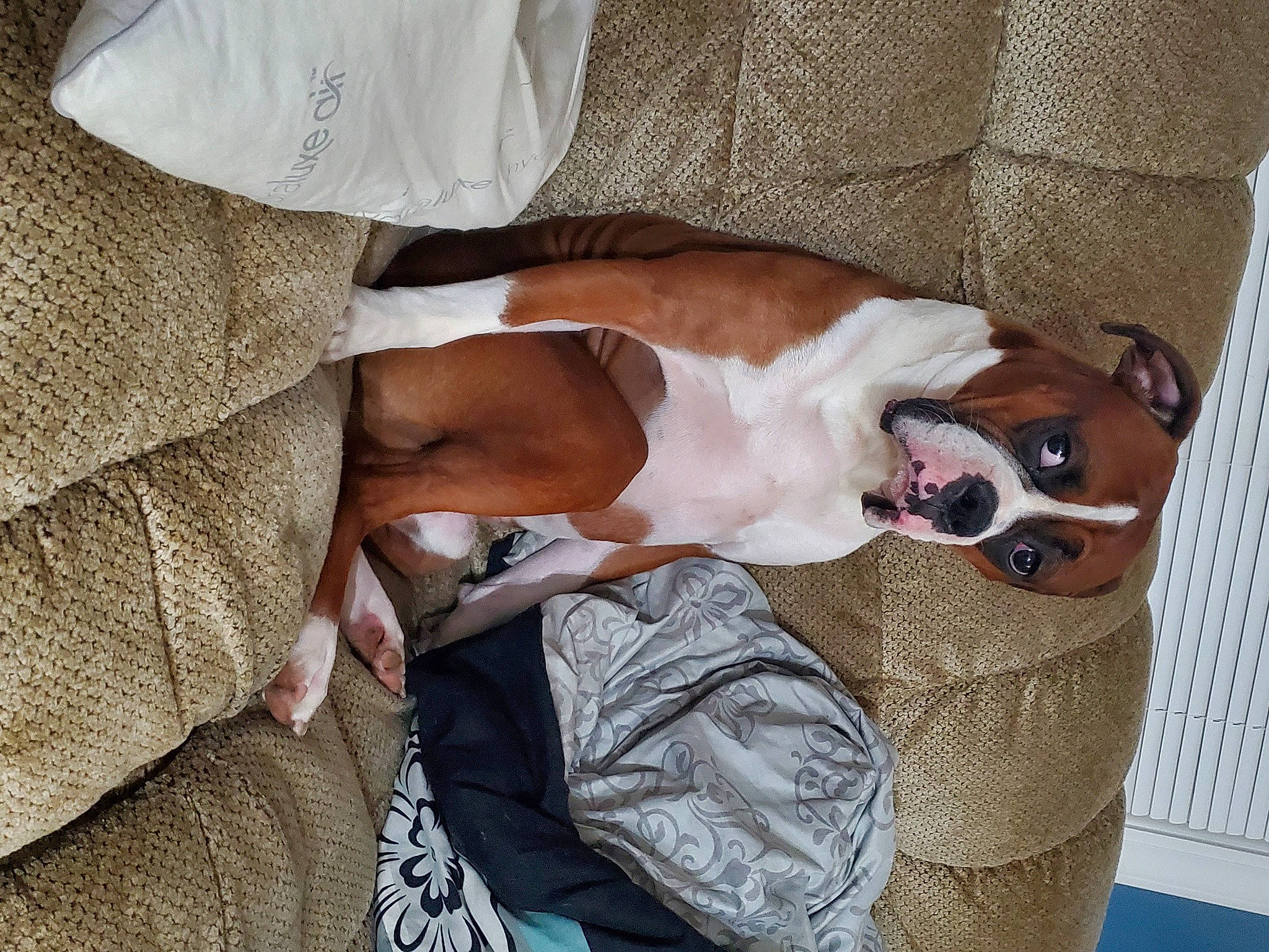 Tucker is registered to the contest to win money with this photo: canidae, carnivore, collar, comfort, companion_dog, dog, dog_breed, dog_supply, fawn, fur, human_leg, linens, nap, non_sporting_group, pet_supply, snout, sporting_group, tail, wood, working_animal