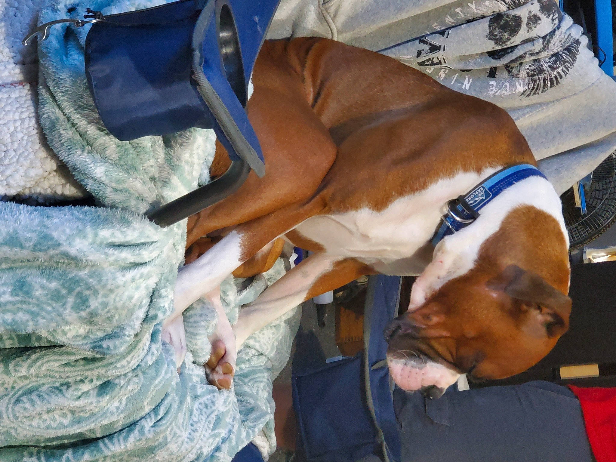 Tucker joined the competition — help win amazing prizes! canidae, carnivore, comfort, companion_dog, dog, dog_breed, electric_blue, fawn, linens, nap, non_sporting_group, sleep, sporting_group, working_animal