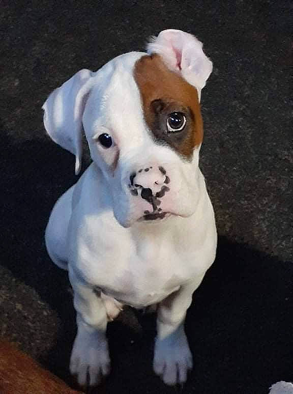 A.j is registered to the contest to win money with this photo: ancient_dog_breeds, bulldog, canidae, carnivore, collar, companion_dog, dog, dog_breed, dog_collar, ear, fawn, molosser, non_sporting_group, paw, snout, sporting_group, toy_dog, whiskers, working_animal, working_dog